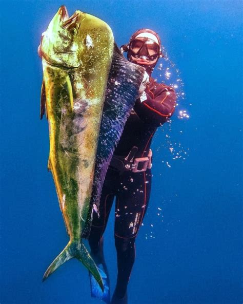 irokumata|irokumata (@spearfishing